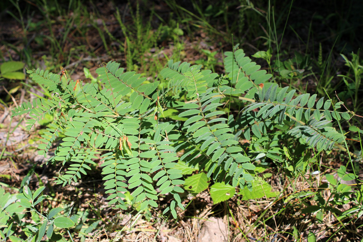 Изображение особи Vicia cassubica.