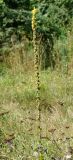 Verbascum phlomoides