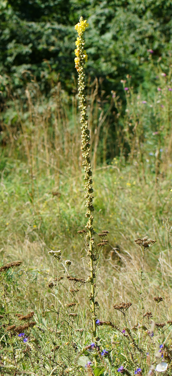 Изображение особи Verbascum phlomoides.