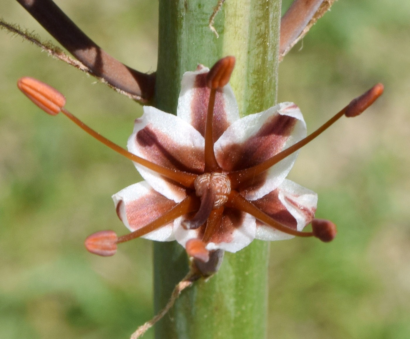 Image of Eremurus regelii specimen.
