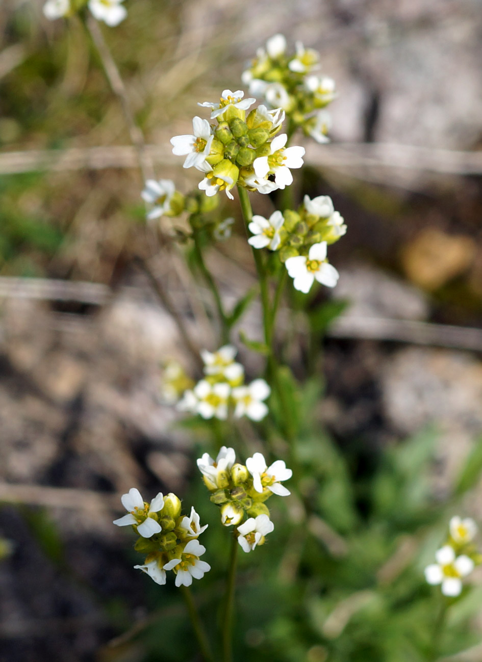 Image of Draba hirta specimen.