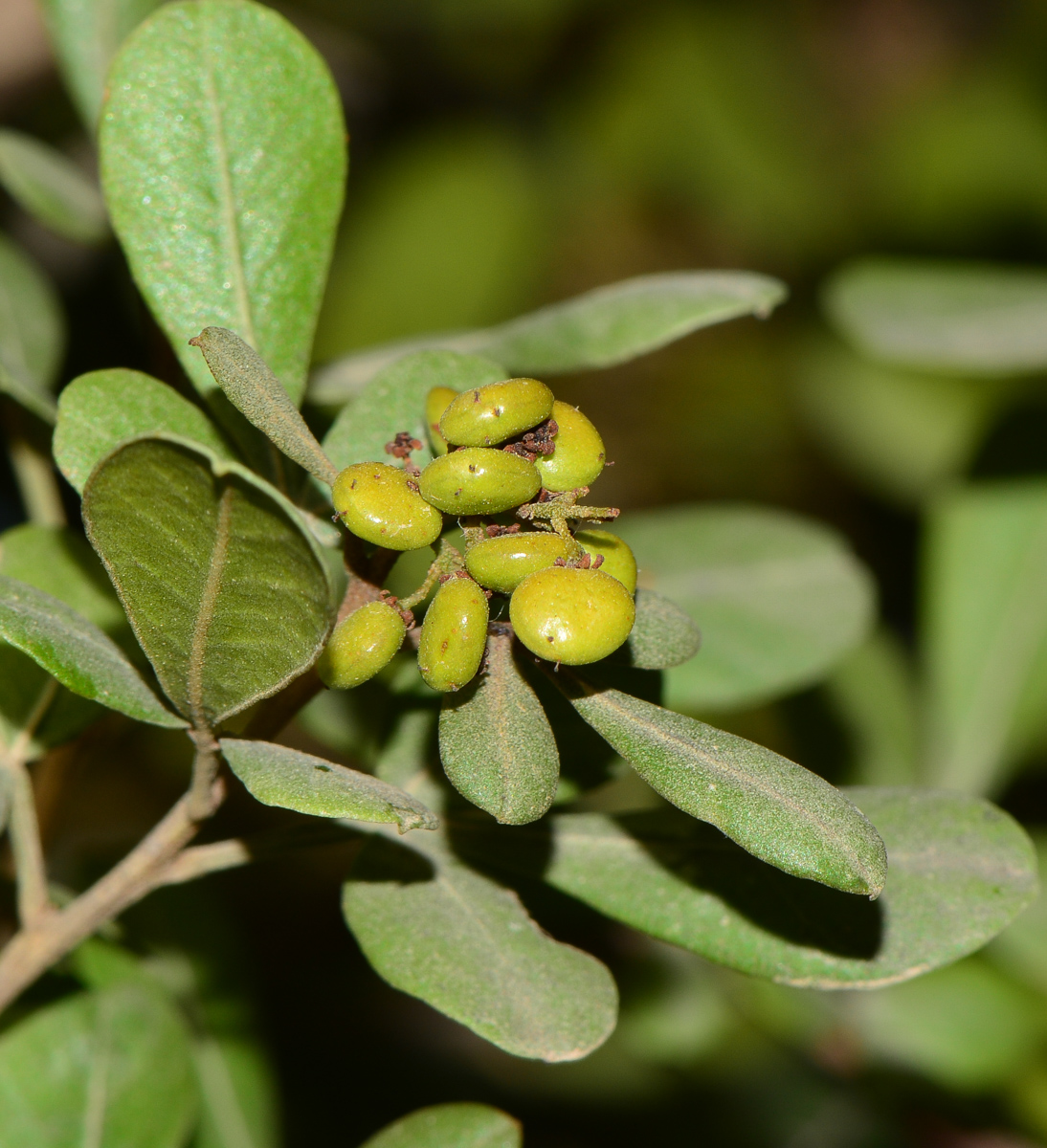 Image of Searsia glauca specimen.