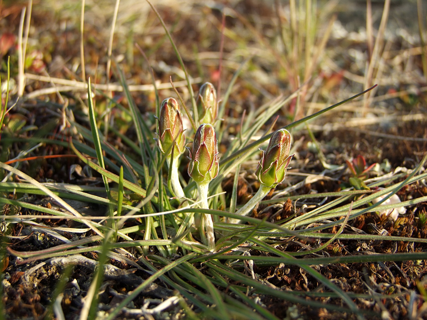 Image of Scorzonera radiata specimen.