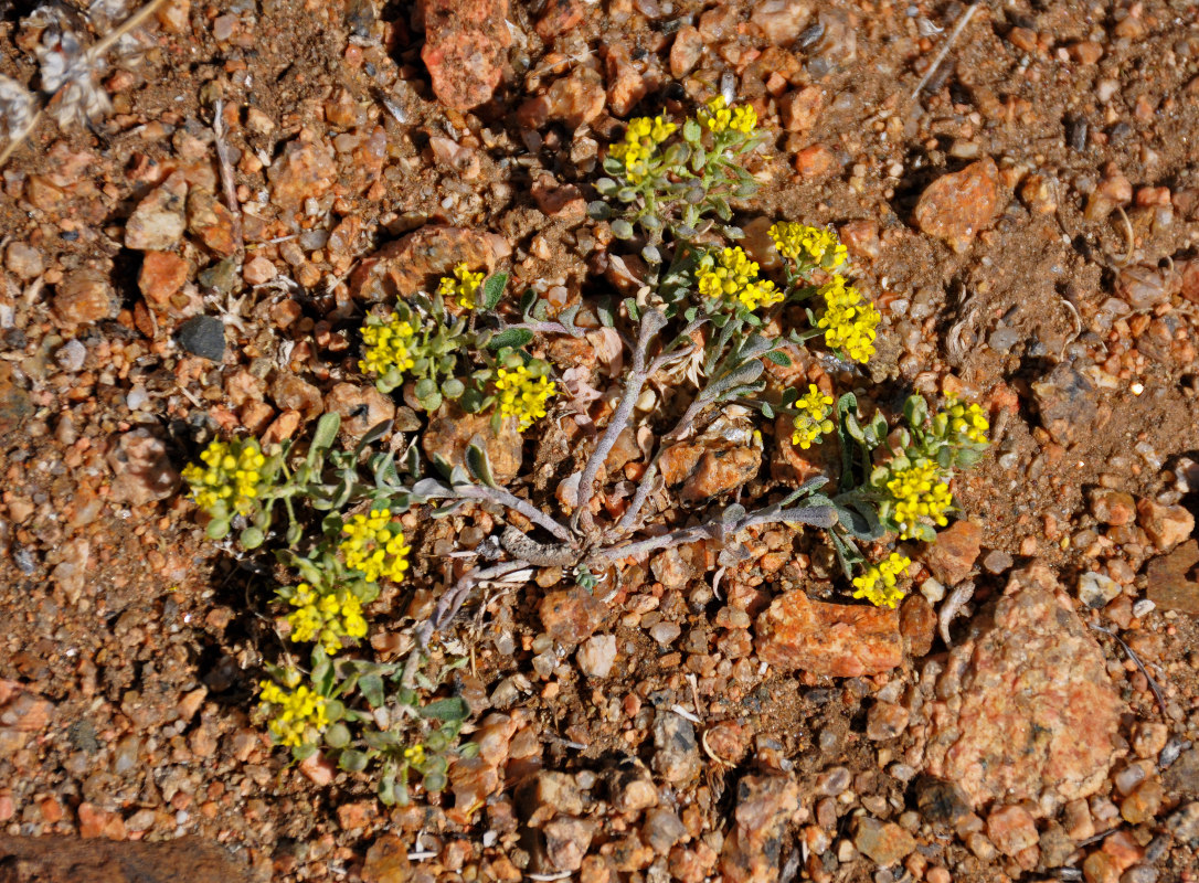 Image of Odontarrhena obovata specimen.