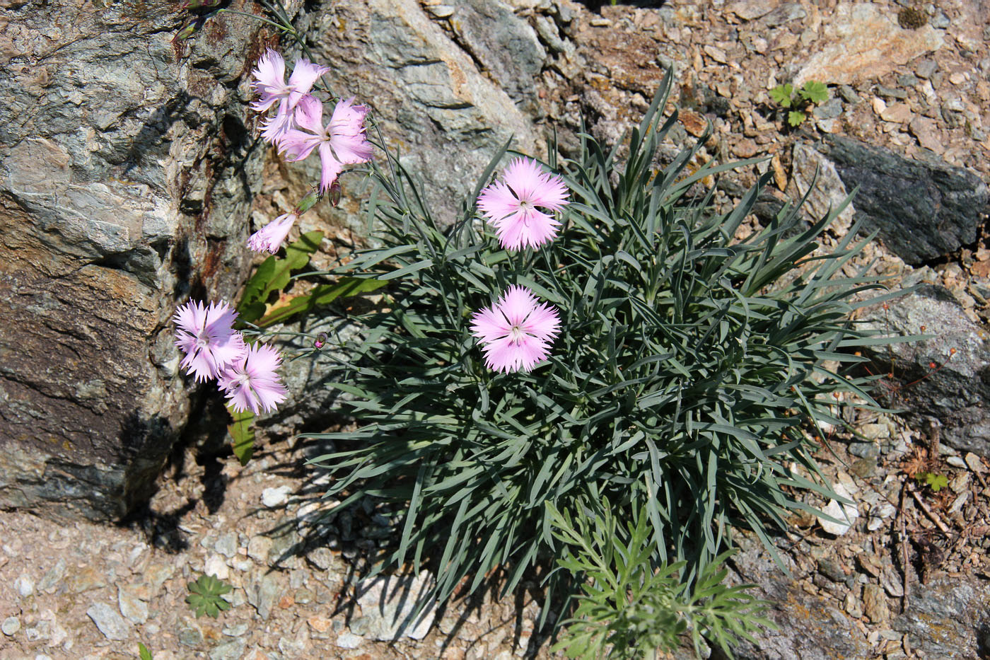 Image of Dianthus plumarius specimen.