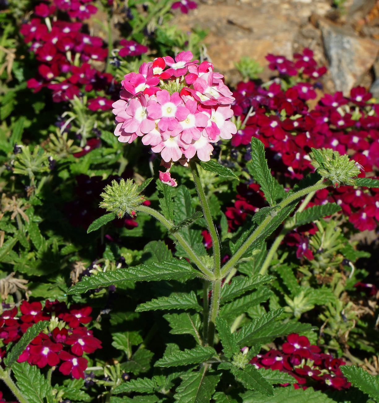 Image of Glandularia × hybrida specimen.