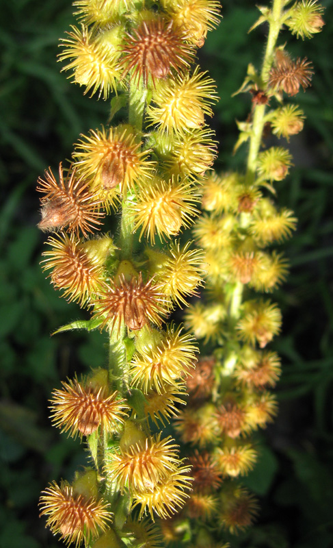 Image of Agrimonia asiatica specimen.