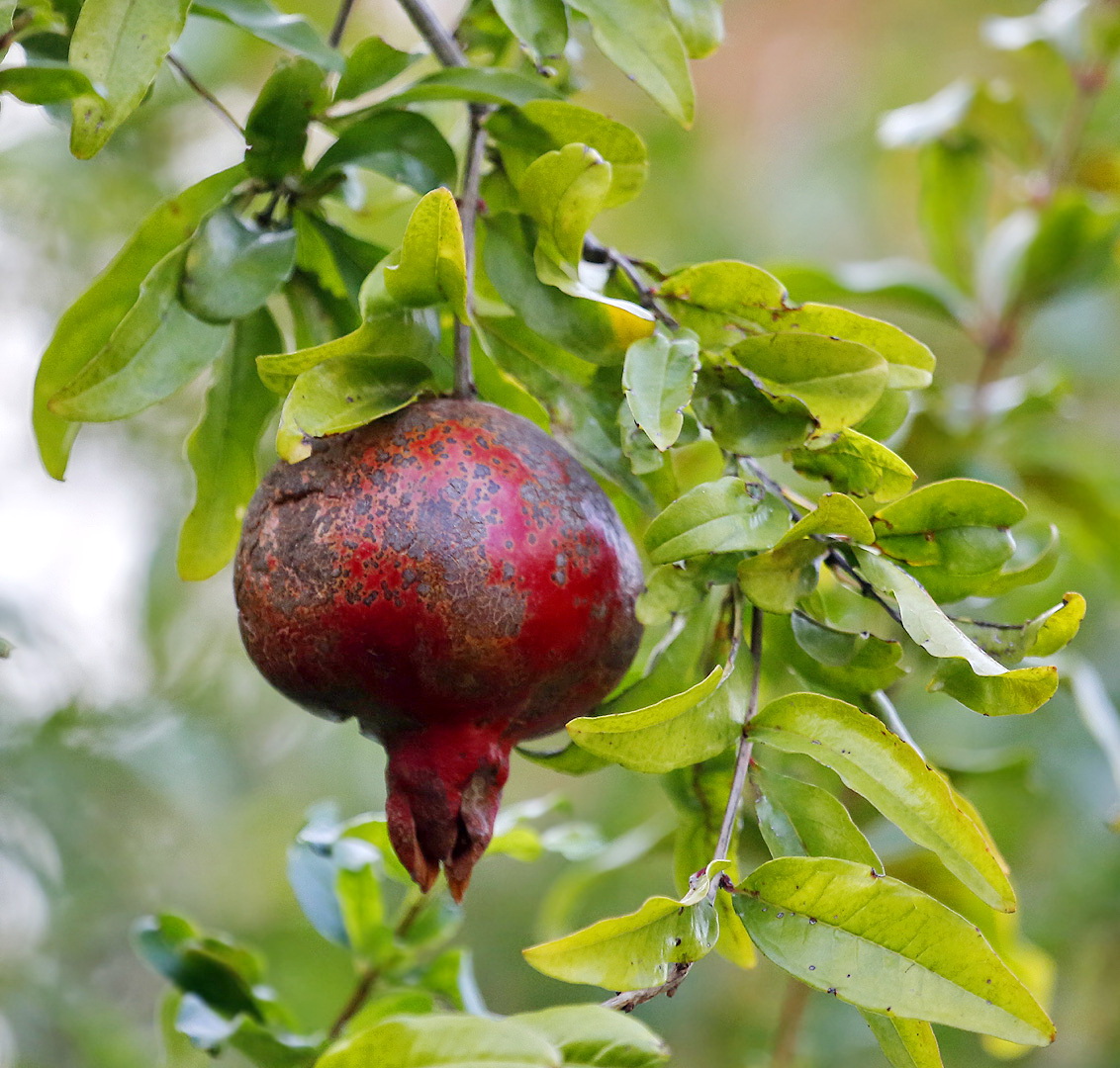 Изображение особи Punica granatum.