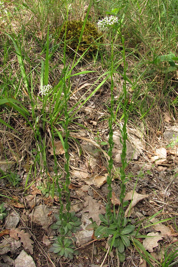 Изображение особи Arabis sagittata.