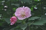 familia Malvaceae. Верхушка цветущего побега. Китай, провинция Хунань, Сянси-Туцзя-Мяоский автономный округ, окр. г. Фэнхуан, рядом с пещерой Чилян (Qiliang). 09.10.2017.