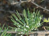 Larix sibirica. Часть веточки с хвоей, поражённой личинками хермесов. Иркутская обл., побережье оз. Байкал в р-не Малого Моря, дер. Куркут. 23.06.2017.
