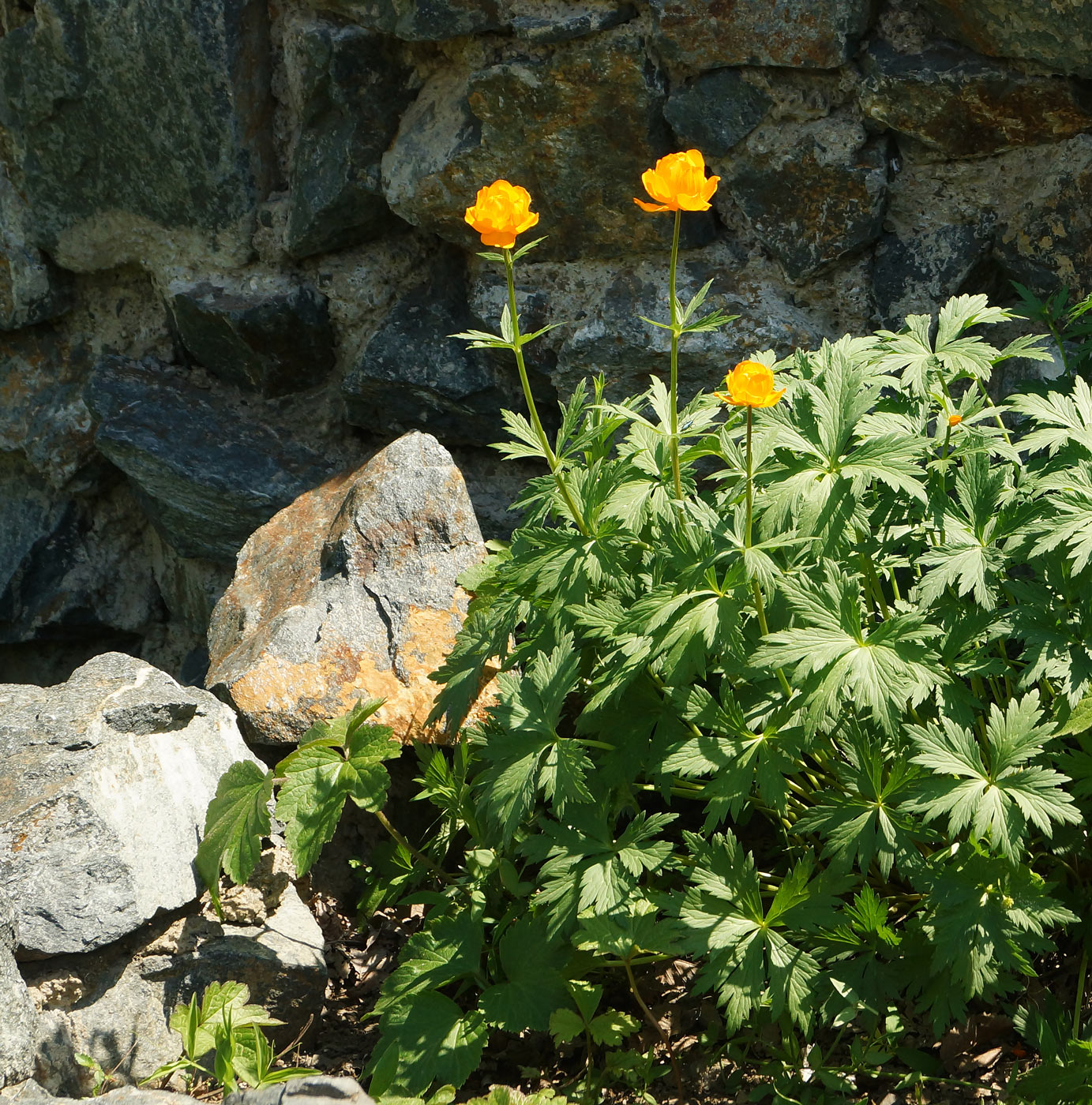 Изображение особи Trollius altaicus.