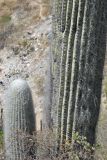 Cephalocereus senilis