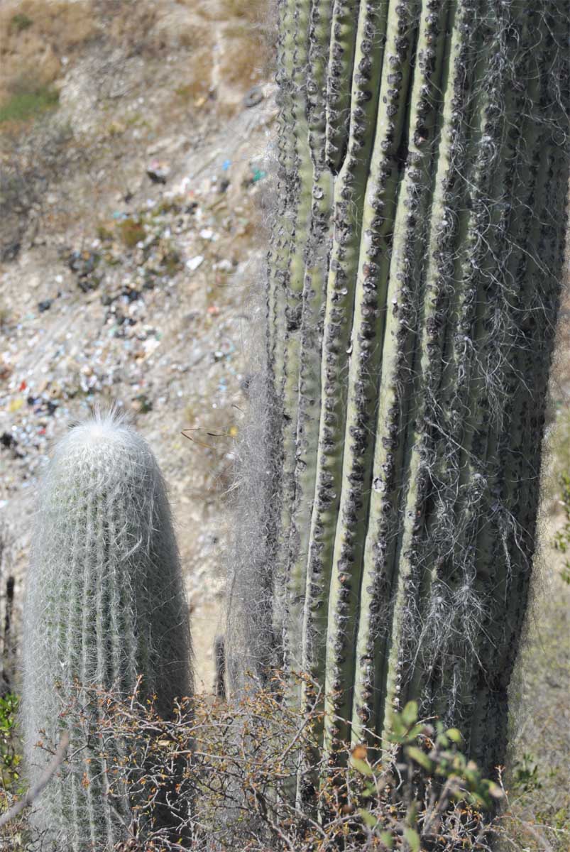 Изображение особи Cephalocereus senilis.