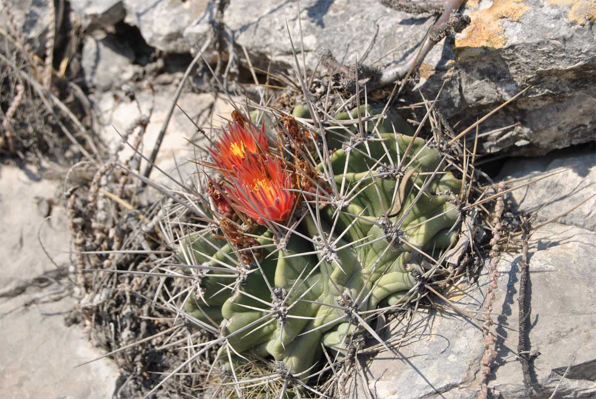 Image of Ferocactus echidne var. rhodanthus specimen.