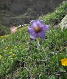 Pulsatilla violacea. Цветущее и плодоносящее растение (цветок справа - Potentilla, позади левее - Alchemilla). Кабардино-Балкария, Эльбрусский р-н, средняя часть дол. Терскол, рядом с руч. Сары-Кол, субальпийский луг. 24.05.2013.