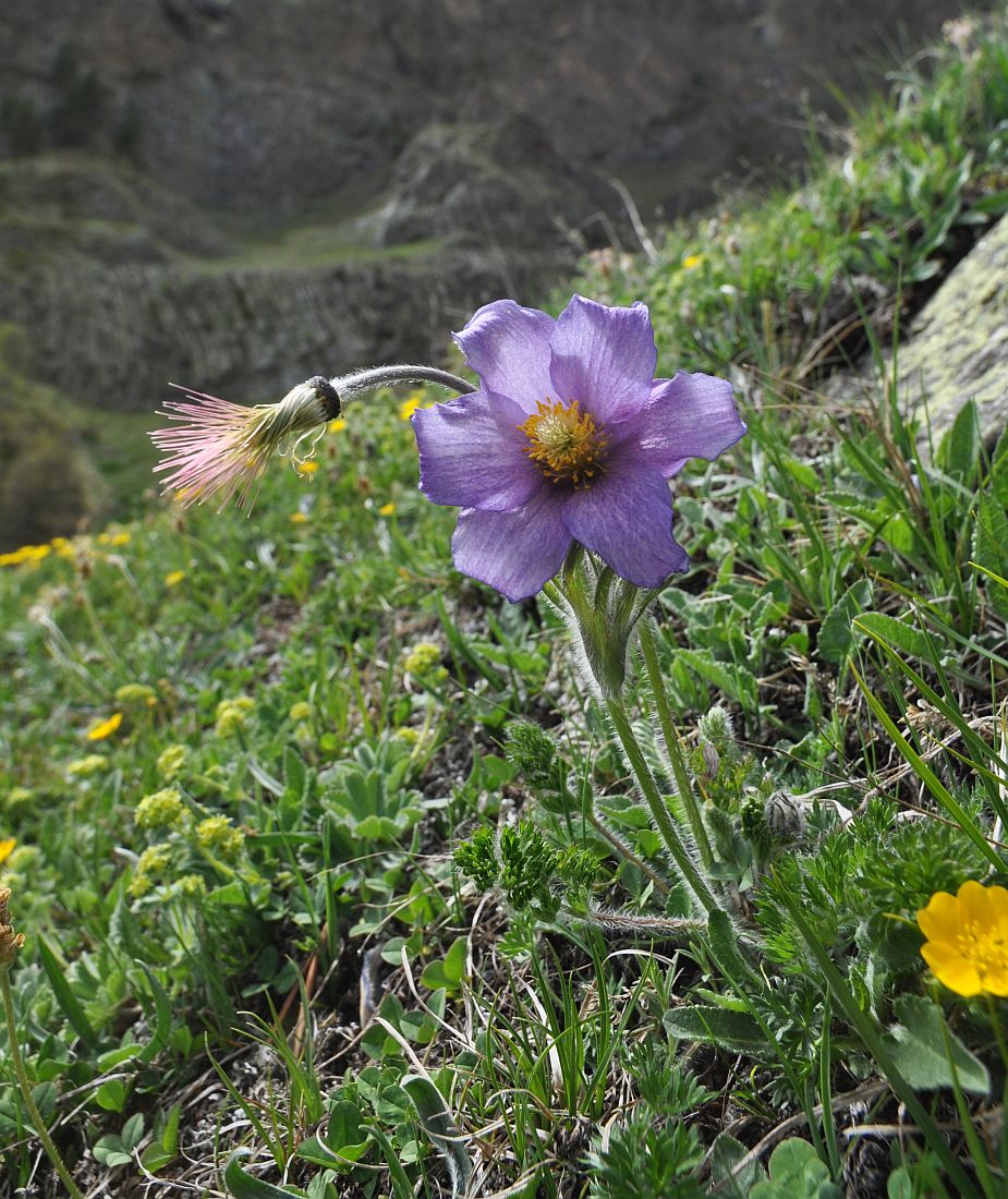 Image of Pulsatilla violacea specimen.