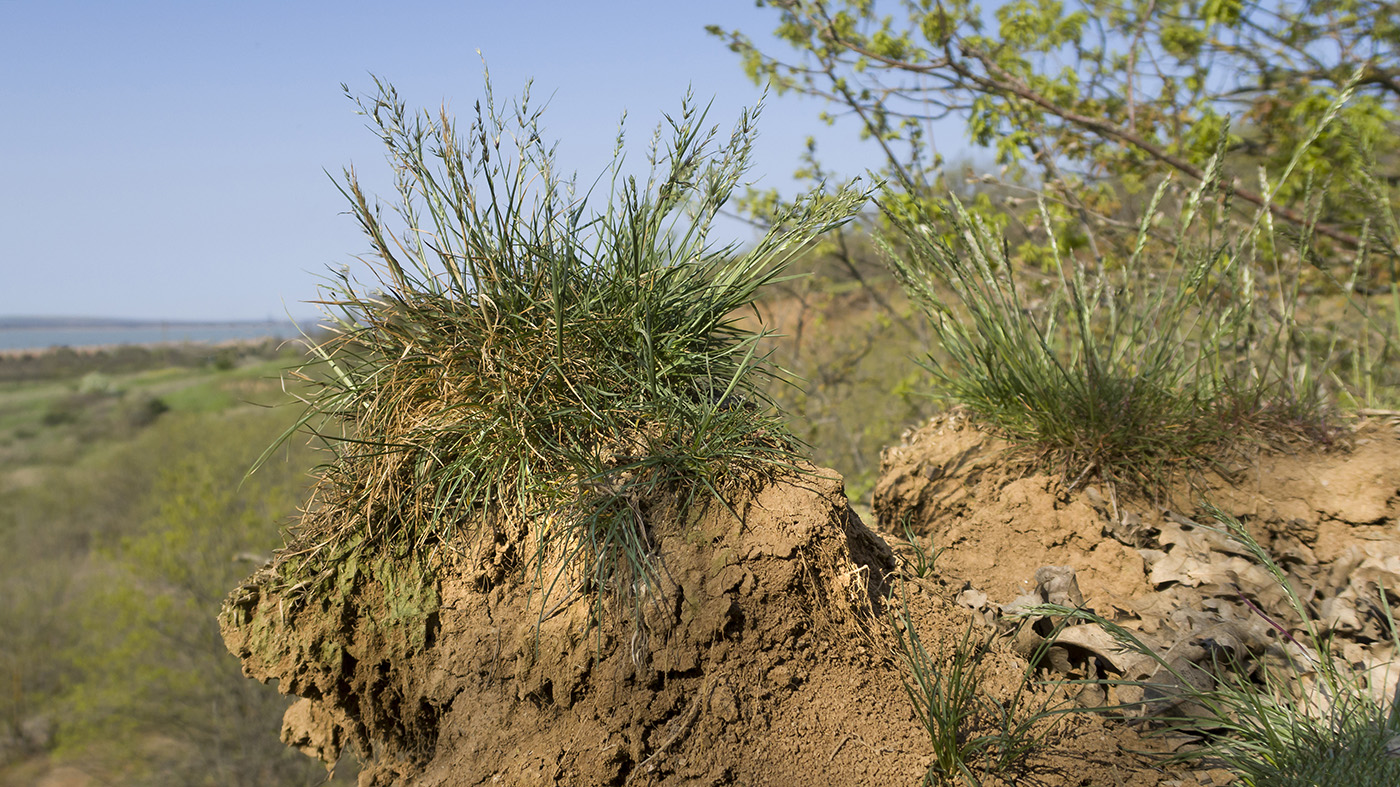 Image of Poa bulbosa ssp. vivipara specimen.