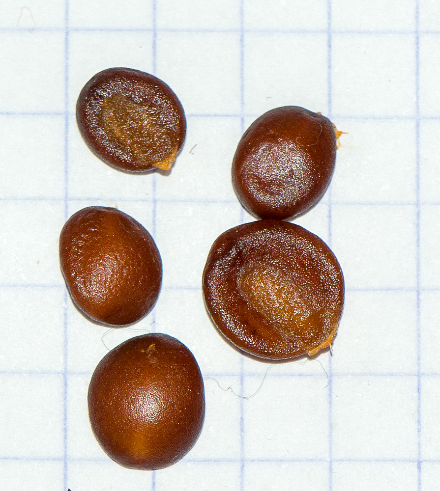 Image of Bonellia macrocarpa specimen.