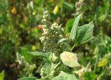 Chenopodium acerifolium