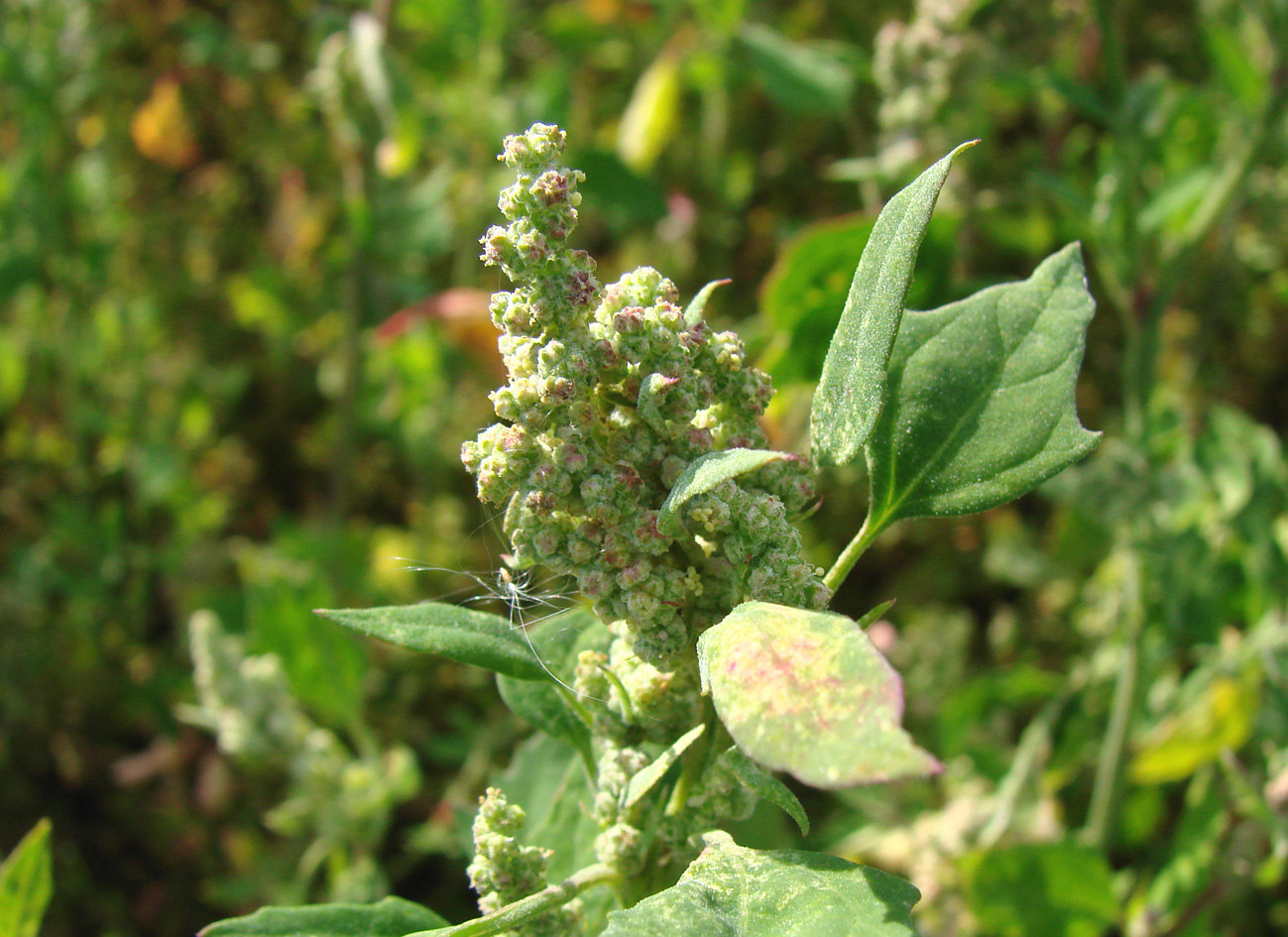 Изображение особи Chenopodium acerifolium.