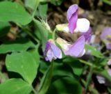 Lathyrus laxiflorus