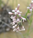 Asperula diminuta. Часть соцветия. Дагестан, Кумторкалинский р-н, бархан Сарыкум. 06.05.2018.