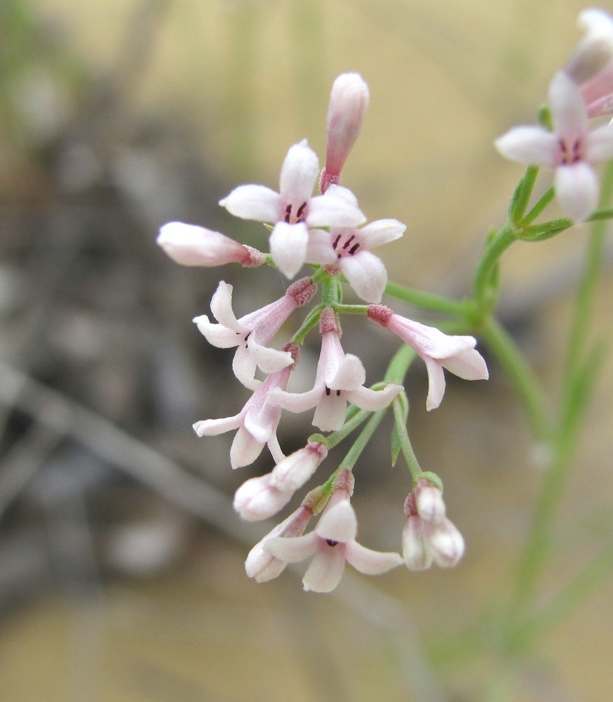 Изображение особи Asperula diminuta.