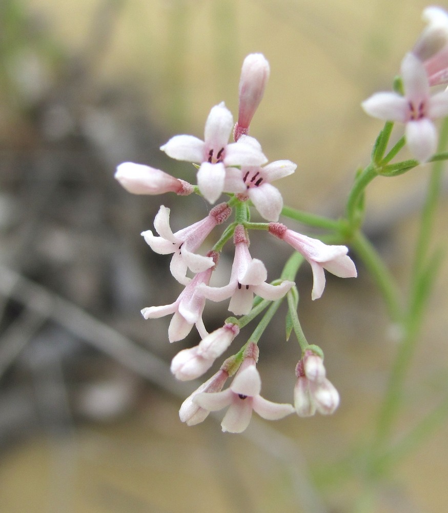 Image of Asperula diminuta specimen.