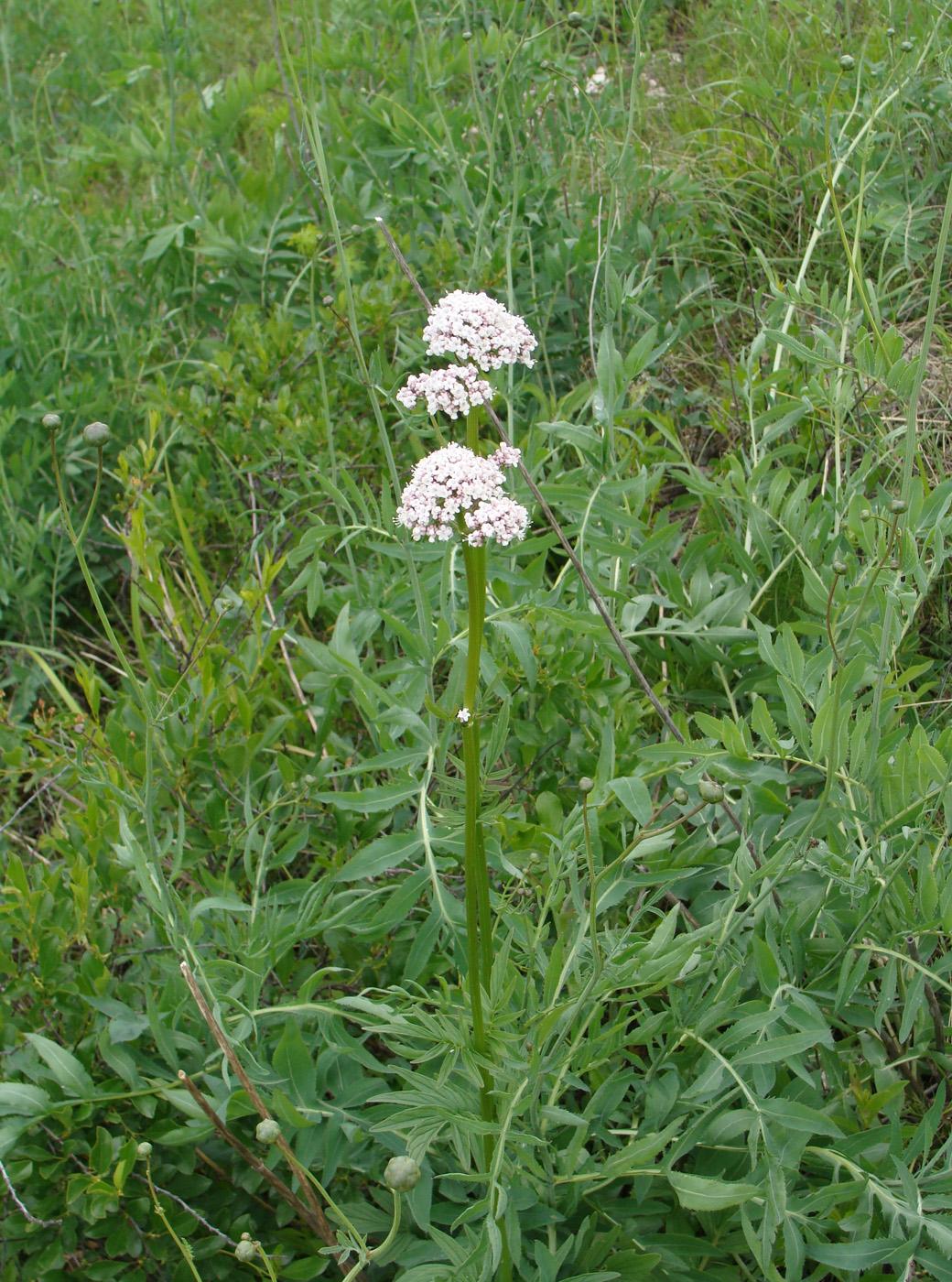 Изображение особи Valeriana rossica.