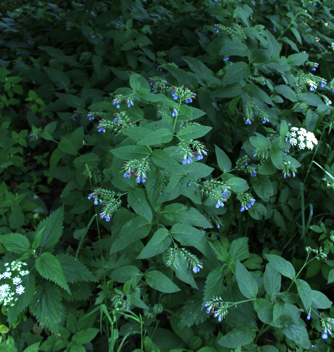 Изображение особи Symphytum caucasicum.