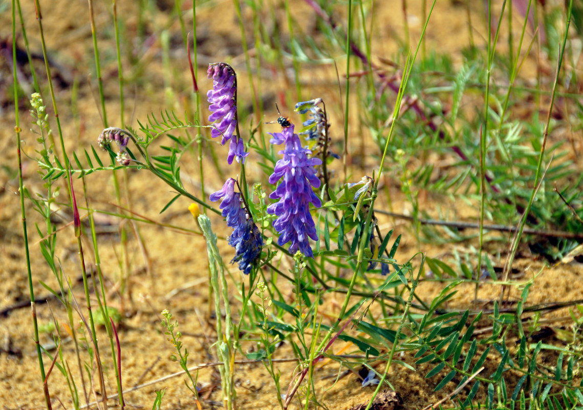Image of Vicia cracca specimen.