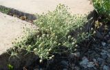 Plantago arenaria. Отцветающее растение. Краснодарский край, г. Краснодар, железная дорога. 29.06.2018.