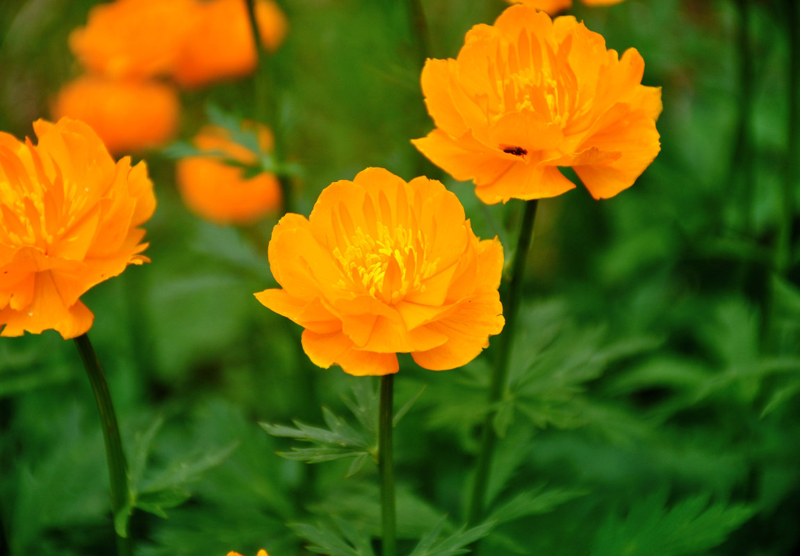 Изображение особи Trollius asiaticus.