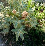 Phlomis fruticosa. Плодоносящее растение. Франция, Прованс, г. Авиньон, парк у Папского дворца. 26.07.2014.