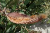Nerium oleander