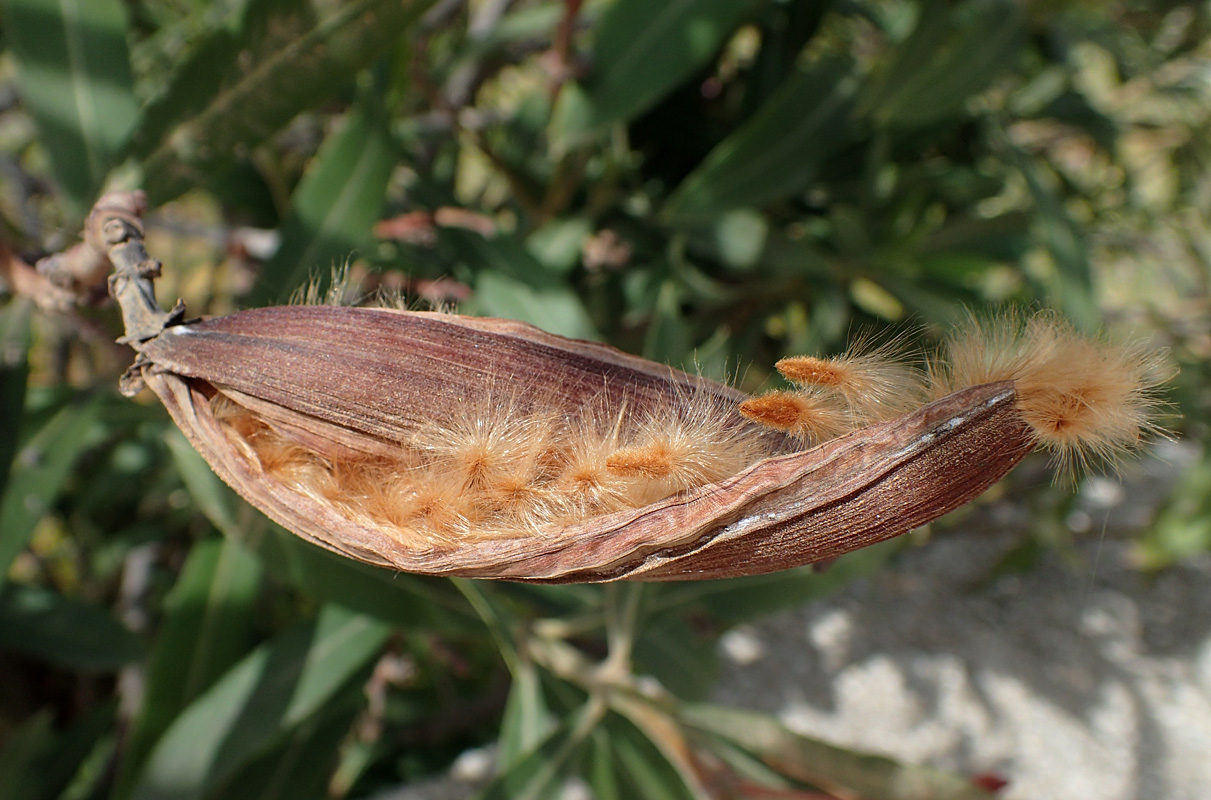 Image of Nerium oleander specimen.