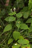 Circaea cordata. Цветущее растение. Приморский край, Кавалеровский р-н, окр. пгт Кавалерово, памятник природы \"Скала Дерсу-Узала\", в долинном широколиственном лесу. 03.08.2018.