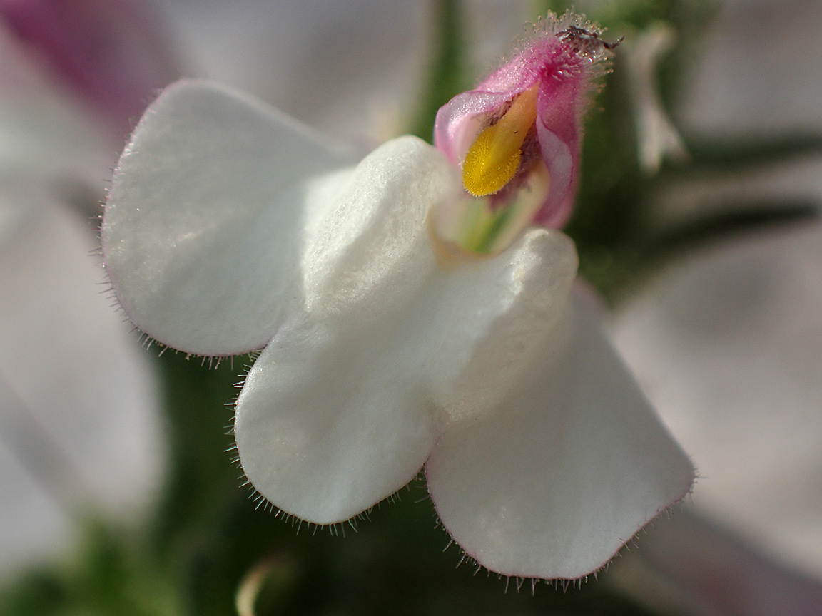 Image of Bellardia trixago specimen.