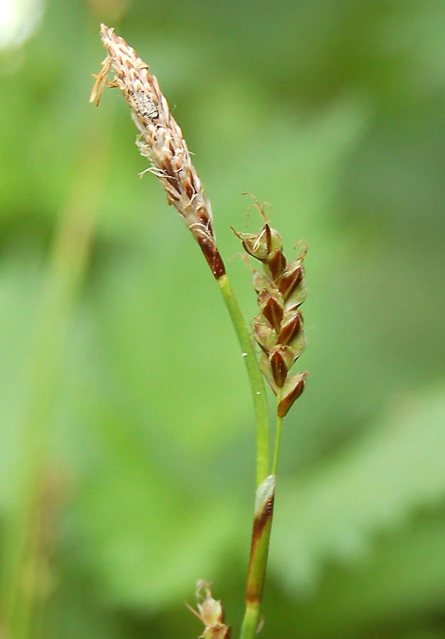 Image of Carex macroura specimen.