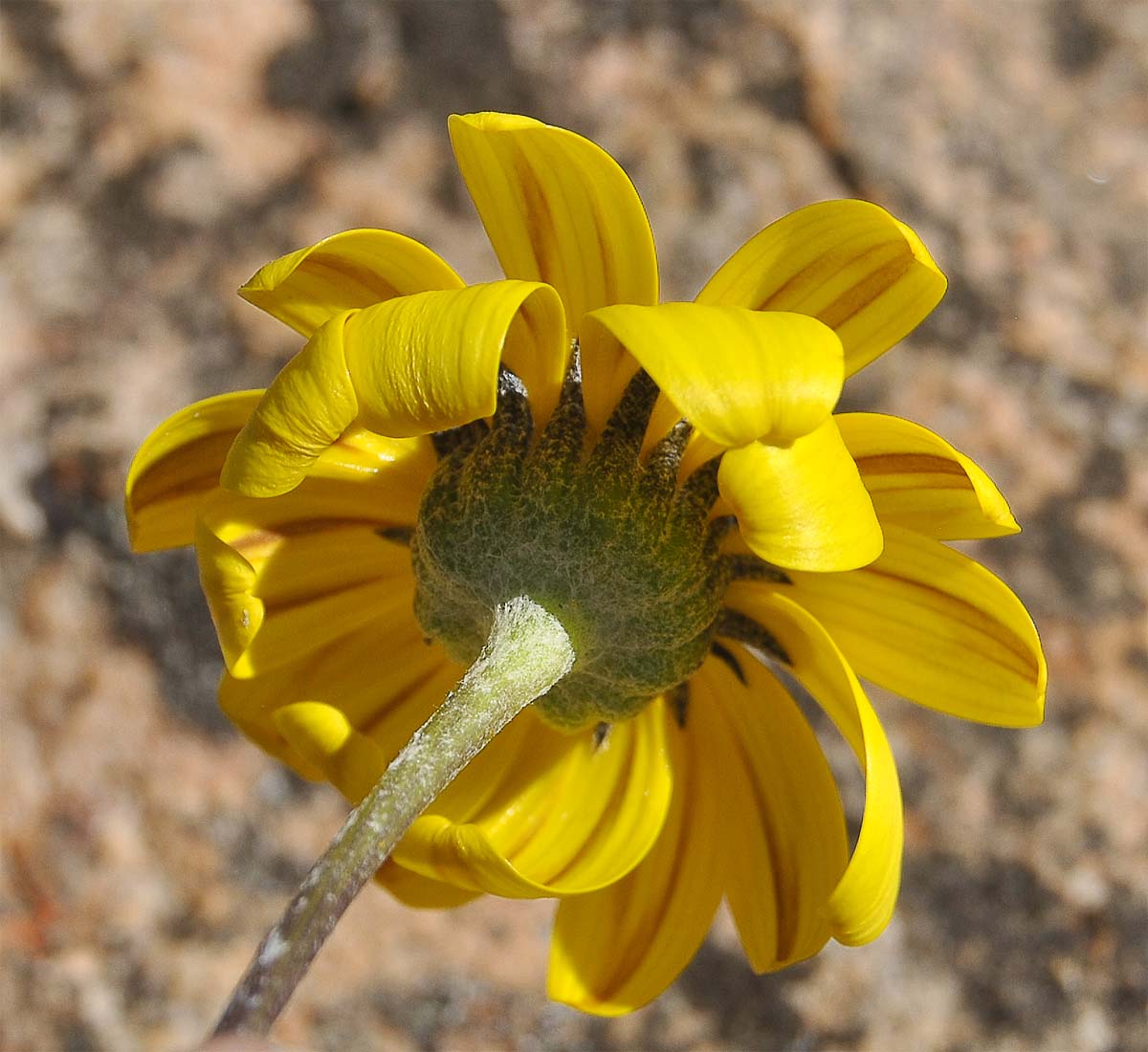 Изображение особи Euryops othonnoides.