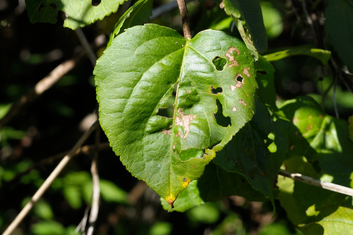 Изображение особи Celastrus orbiculata.