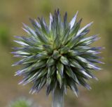 Echinops ritro