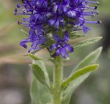 Veronica porphyriana