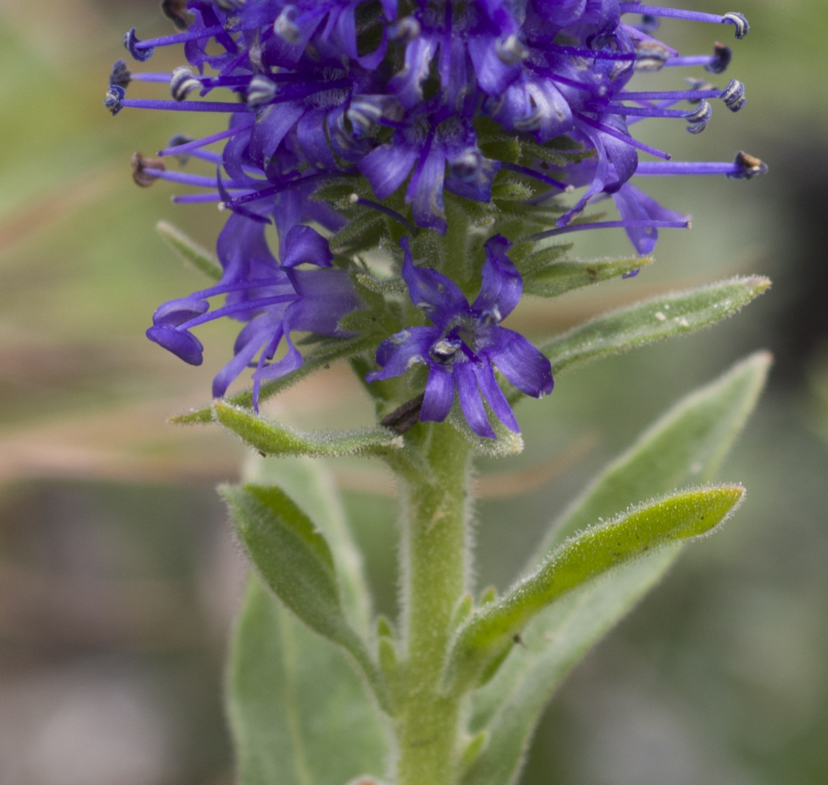 Image of Veronica porphyriana specimen.