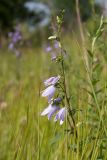 Campanula rapunculoides. Соцветие. Ленинградская обл., Волосовский р-н, разнотравно-злаковый суходольный луг на известняке. 14.07.2018.