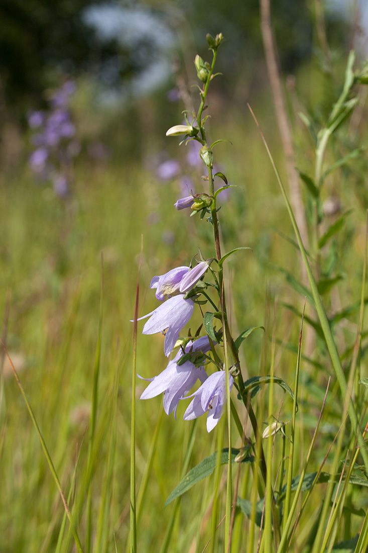 Image of Campanula rapunculoides specimen.