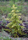 Picea obovata