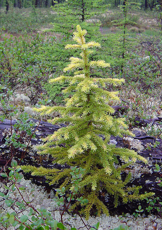 Изображение особи Picea obovata.