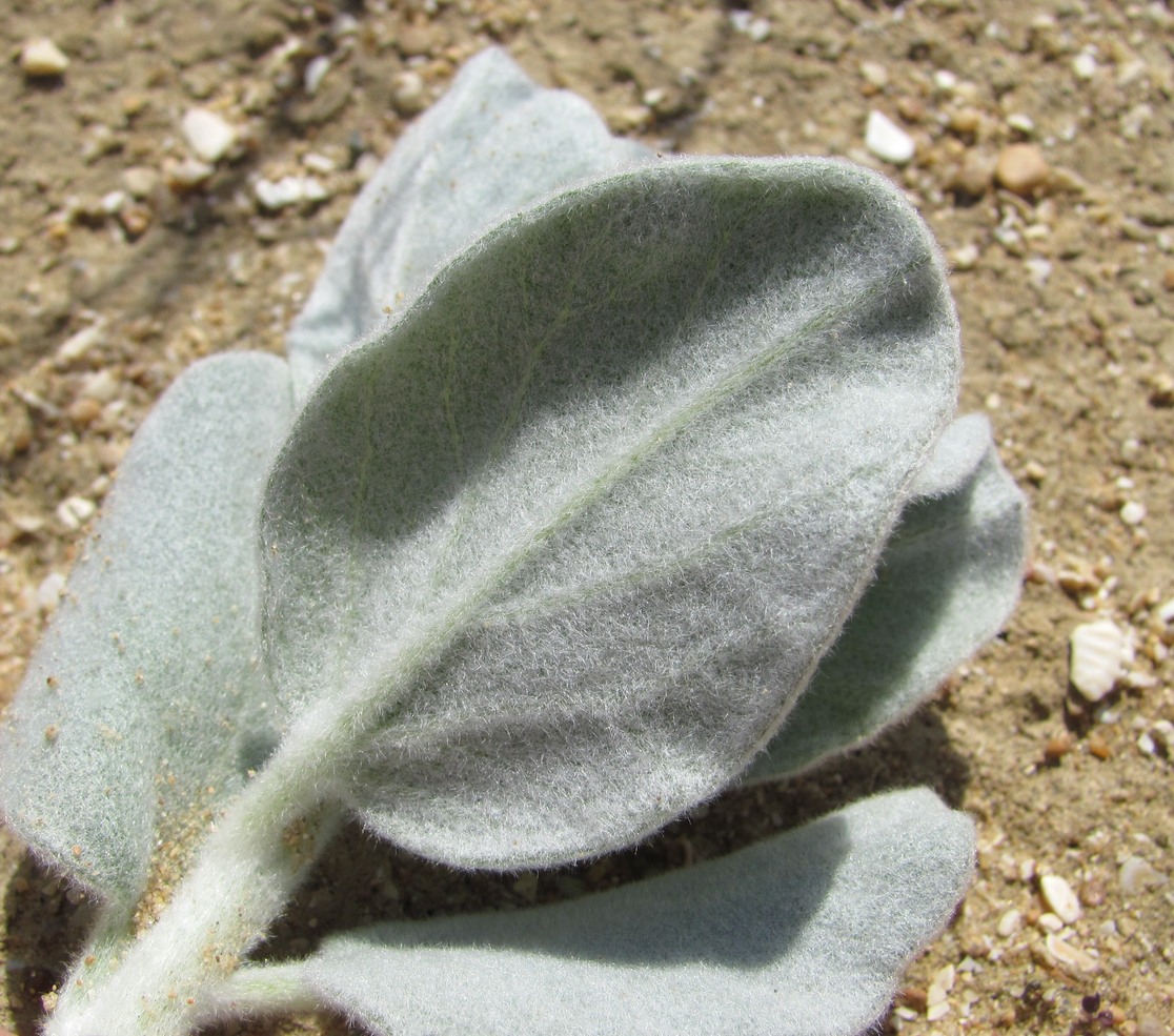 Image of Convolvulus persicus specimen.